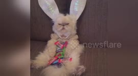 Newsflare Edit - Easter Bunny Cat