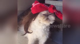 Newsflare Edit - Cash Me Ousside Cat