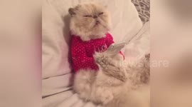 Newsflare Edit - Cat on facebook