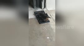 Man has funny reaction to bird rescue
