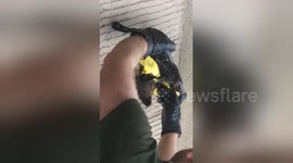 Man narrates bird rescue he witnessed