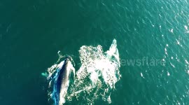Whales breaching off the Australian coast