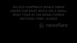 Kenai Whale Watching - Humpback Under The Boat