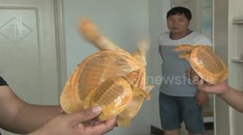 Villager catches 'golden' turtles in central China