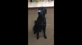 Dog and Fidget Spinner Trick