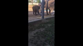 Baby elephant knocks bird down