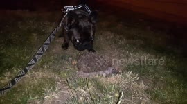 Frenchie meets  hedgehog