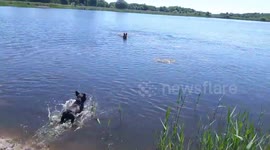 Frenchbulldog cooling down