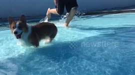 Corgi dog jump in swimming pool
