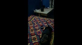 Happy Dachshund