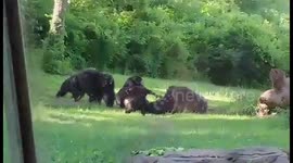 Chimp beaten to death by other primates in zoo enclosure