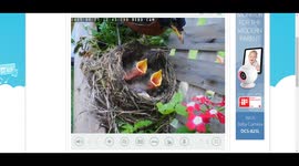5 day old American Robin chicks at feeding