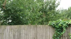Baby Sparrow being fed on a fence