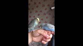 Mum budgie feeding baby on my hand