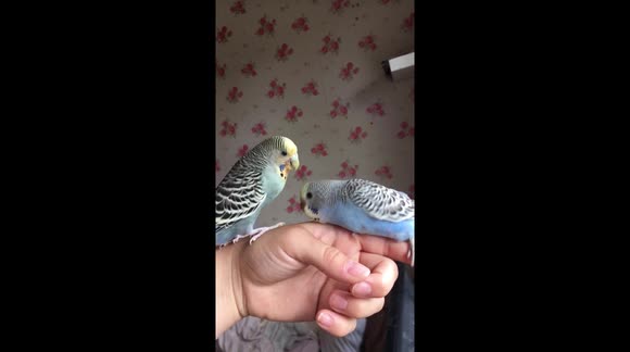 Mum budgie feeding baby on my hand