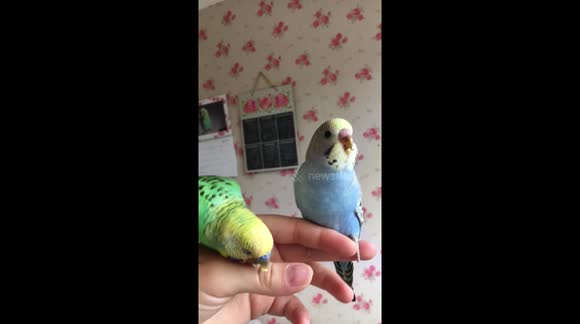 Budgie dad stealing food from his babies mouth