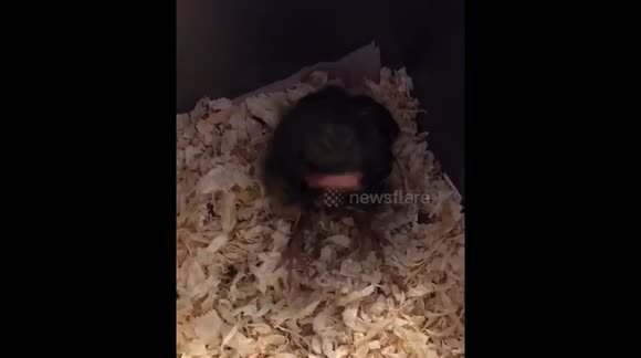 Hand feeding a Dunnock chick