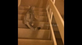 Cat loves stealing plastic wallets