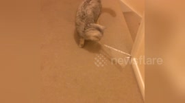 Newsflare Edit - Cat loves stealing plastic wallets