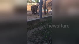 Baby elephant kicks bird out of its zoo enclosure