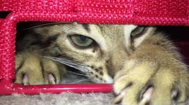 Evil kittens— two bengal kittens try to snatch things from their fort