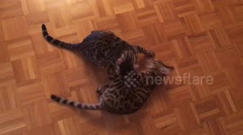 Bengal kittens have intense wrestling match