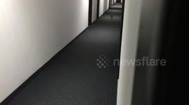 Bengal kitten can't remember which door is his