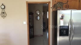 Slo-mo bengal kitten jumping off of fridge