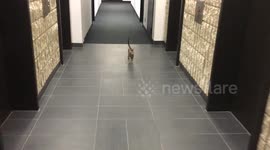 Bengal kitten's first time outside the apartment