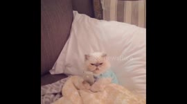 Cat on cellphone