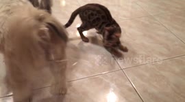 Bengal kitten chases ribbon tied to a dog's tail