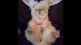 Easter bunny Cat