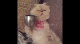 Cat Enjoying a Glass of Wine