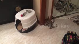 Bengal kitten acts tough against her own reflection