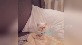 Newsflare Edit - Cat on cellphone
