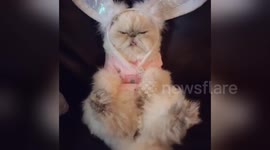 Newsflare Edit - Easter bunny Cat