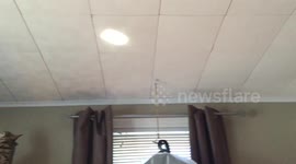 Bengal cat tries to play with the sun's reflection