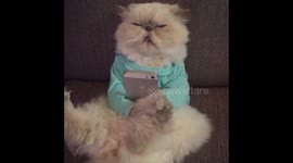 Cat watching Tv and texting