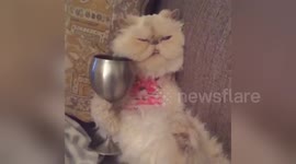 Newsflare Edit - Cat Enjoying a Glass of Wine