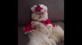 Cat Fed Up with Christmas