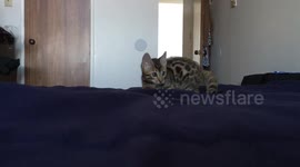 Bengal kittens wrestle