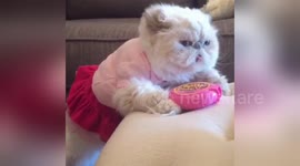Newsflare Edit - Bubblegum Cat