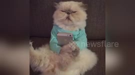 Newsflare Edit - Cat watching Tv and texting