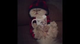 Cat in Pajamas