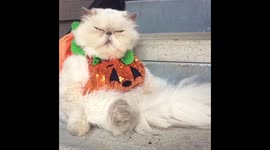 Pumpkin cat
