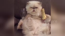 Newsflare Edit - Cat on a Friday night