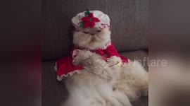 Newsflare Edit - Cat Fed Up with Christmas