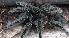 Tarantula spiders