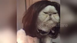 Newsflare Edit - Monica Lewinsky Cat