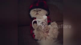 Newsflare Edit - Cat in Pajamas